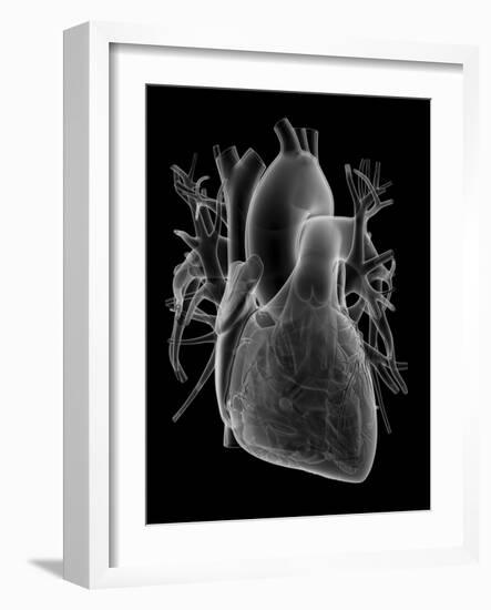 Human Heart, Anatomical Artwork-PASIEKA-Framed Photographic Print