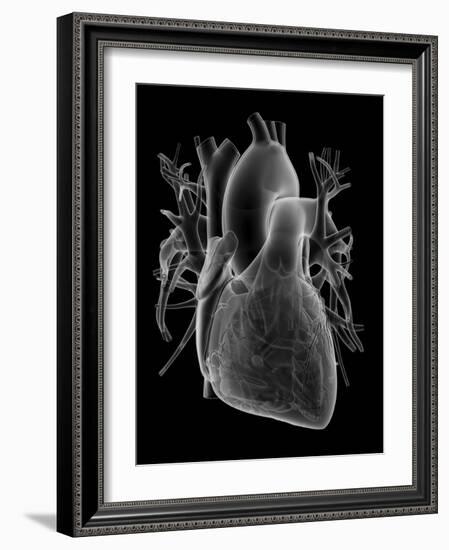 Human Heart, Anatomical Artwork-PASIEKA-Framed Photographic Print