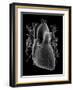Human Heart, Anatomical Artwork-PASIEKA-Framed Photographic Print