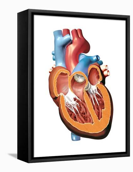 Human Heart Anatomy, Artwork-Jose Antonio-Framed Premier Image Canvas