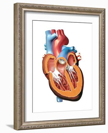 Human Heart Anatomy, Artwork-Jose Antonio-Framed Photographic Print