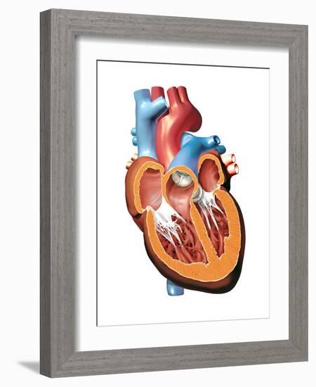 Human Heart Anatomy, Artwork-Jose Antonio-Framed Photographic Print