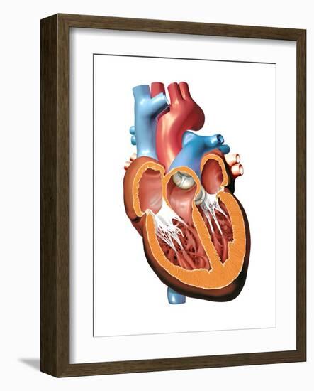 Human Heart Anatomy, Artwork-Jose Antonio-Framed Photographic Print