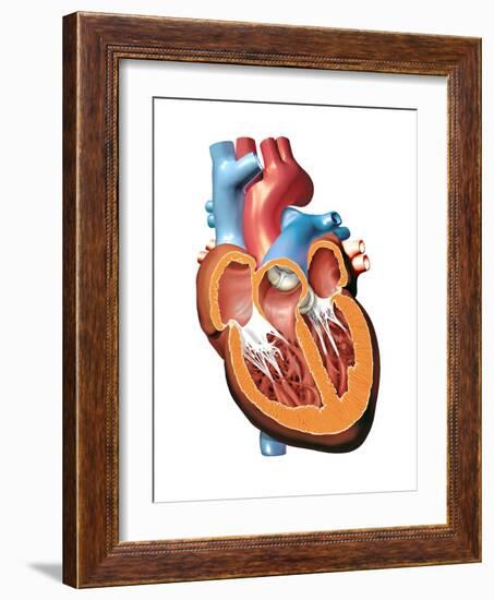 Human Heart Anatomy, Artwork-Jose Antonio-Framed Photographic Print