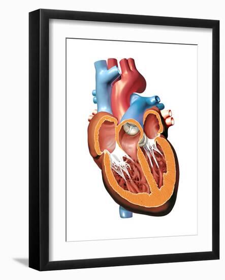 Human Heart Anatomy, Artwork-Jose Antonio-Framed Photographic Print