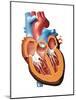 Human Heart Anatomy, Artwork-Jose Antonio-Mounted Photographic Print