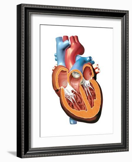 Human Heart Anatomy, Artwork-Jose Antonio-Framed Photographic Print