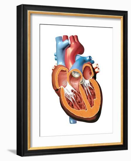 Human Heart Anatomy, Artwork-Jose Antonio-Framed Photographic Print