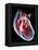 Human Heart, Artwork-Roger Harris-Framed Premier Image Canvas