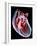 Human Heart, Artwork-Roger Harris-Framed Photographic Print