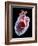 Human Heart, Artwork-Roger Harris-Framed Photographic Print