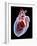 Human Heart, Artwork-Roger Harris-Framed Photographic Print