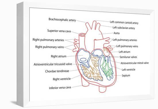 Human Heart Structure-boscorelli-Framed Stretched Canvas