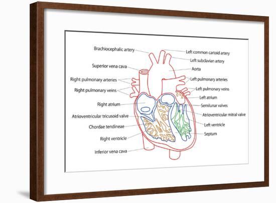 Human Heart Structure-boscorelli-Framed Art Print