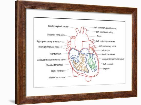 Human Heart Structure-boscorelli-Framed Art Print