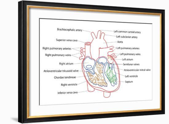 Human Heart Structure-boscorelli-Framed Art Print