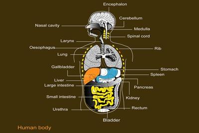 Human Internal Organs Diagram Photographic Print Francis Leroy Art Com