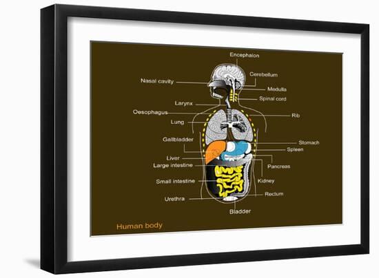 Human Internal Organs, Diagram-Francis Leroy-Framed Photographic Print