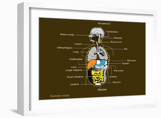 Human Internal Organs, Diagram-Francis Leroy-Framed Photographic Print