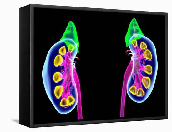 Human Kidneys, Artwork-Roger Harris-Framed Premier Image Canvas