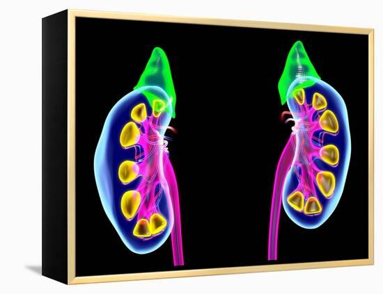 Human Kidneys, Artwork-Roger Harris-Framed Premier Image Canvas