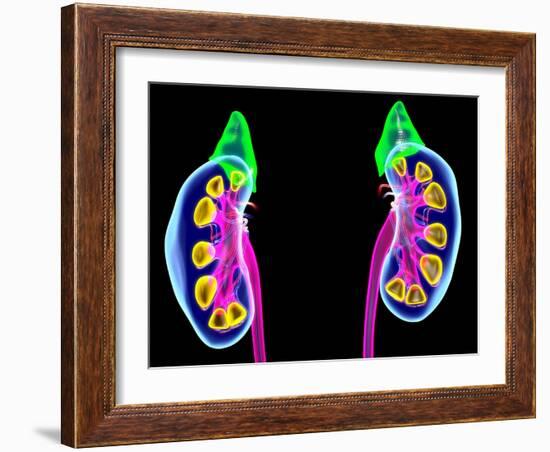 Human Kidneys, Artwork-Roger Harris-Framed Photographic Print