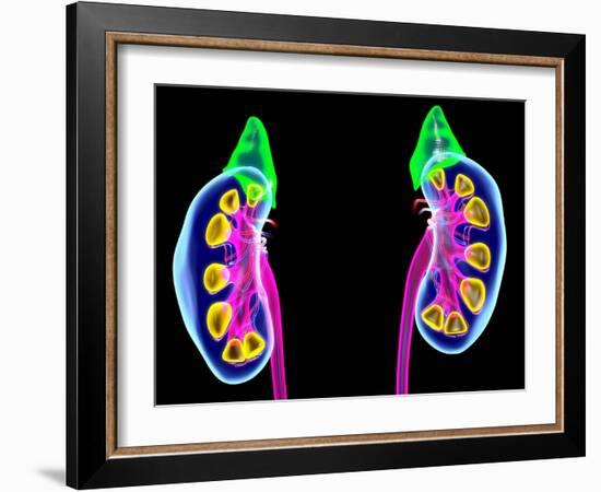 Human Kidneys, Artwork-Roger Harris-Framed Photographic Print