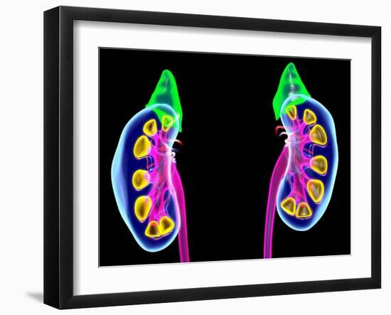 Human Kidneys, Artwork-Roger Harris-Framed Photographic Print