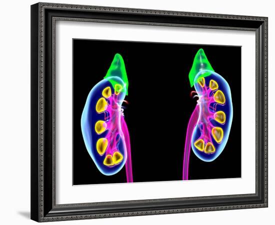 Human Kidneys, Artwork-Roger Harris-Framed Photographic Print