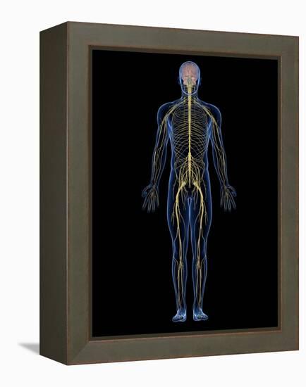 Human Nervous System, Artwork-SCIEPRO-Framed Premier Image Canvas