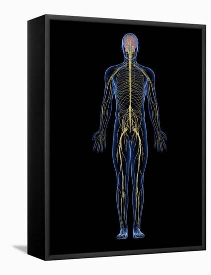 Human Nervous System, Artwork-SCIEPRO-Framed Premier Image Canvas