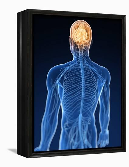 Human Nervous System, Artwork-SCIEPRO-Framed Premier Image Canvas