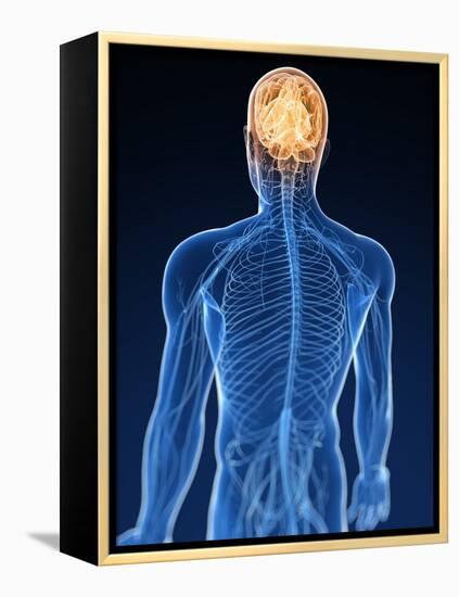 Human Nervous System, Artwork-SCIEPRO-Framed Premier Image Canvas