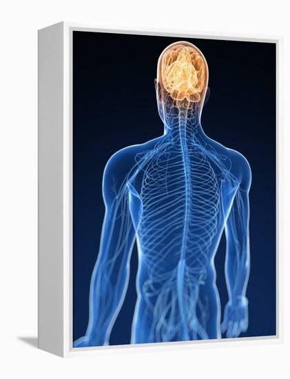 Human Nervous System, Artwork-SCIEPRO-Framed Premier Image Canvas