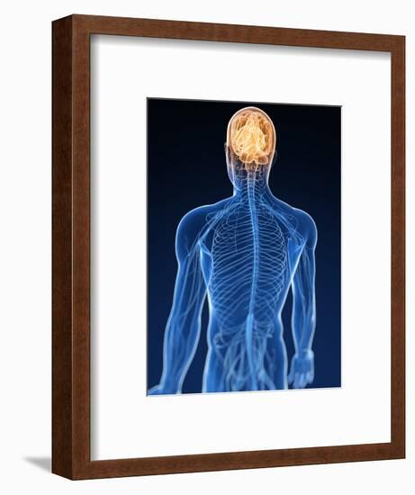 Human Nervous System, Artwork-SCIEPRO-Framed Premium Photographic Print