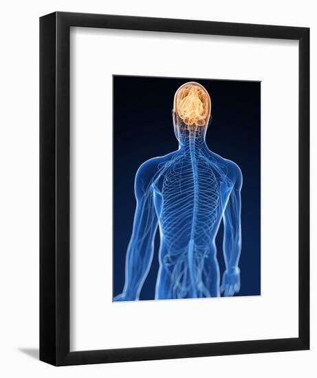 Human Nervous System, Artwork-SCIEPRO-Framed Premium Photographic Print