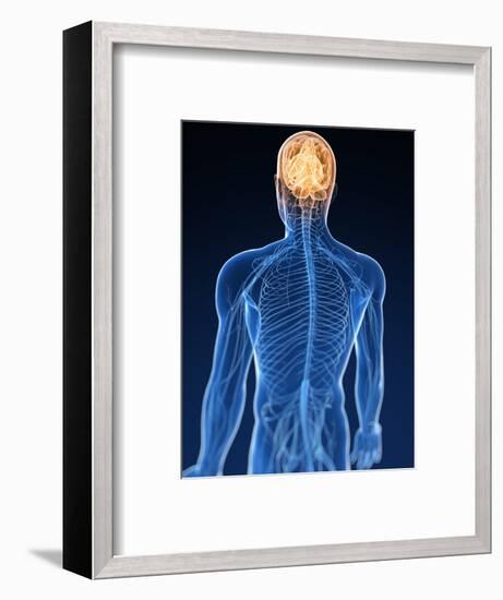 Human Nervous System, Artwork-SCIEPRO-Framed Premium Photographic Print