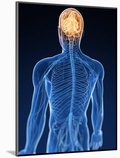 Human Nervous System, Artwork-SCIEPRO-Mounted Premium Photographic Print