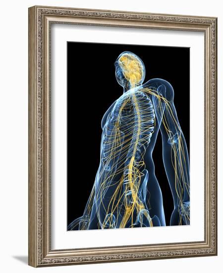 Human Nervous System, Artwork-SCIEPRO-Framed Photographic Print