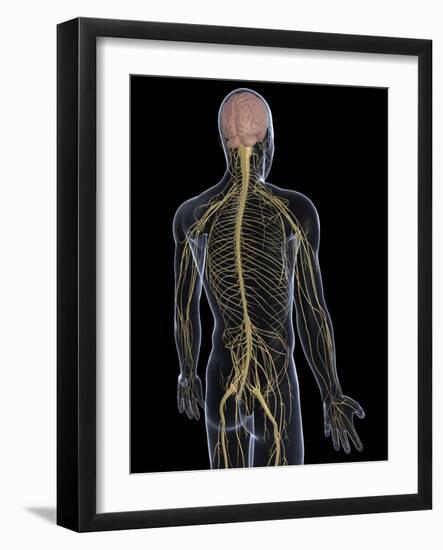 Human Nervous System, Artwork-SCIEPRO-Framed Photographic Print