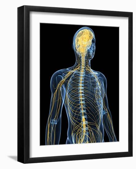 Human Nervous System, Artwork-SCIEPRO-Framed Photographic Print