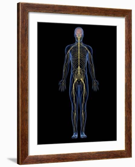 Human Nervous System, Artwork-SCIEPRO-Framed Photographic Print