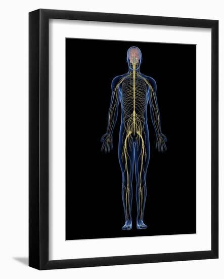 Human Nervous System, Artwork-SCIEPRO-Framed Photographic Print