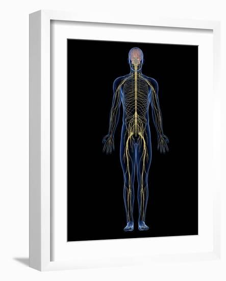 Human Nervous System, Artwork-SCIEPRO-Framed Photographic Print