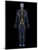 Human Nervous System, Artwork-SCIEPRO-Mounted Photographic Print