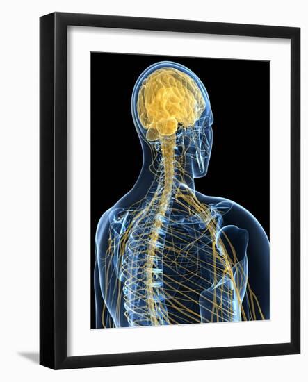 Human Nervous System, Artwork-SCIEPRO-Framed Photographic Print