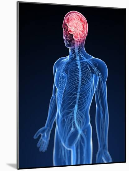 Human Nervous System, Artwork-SCIEPRO-Mounted Photographic Print