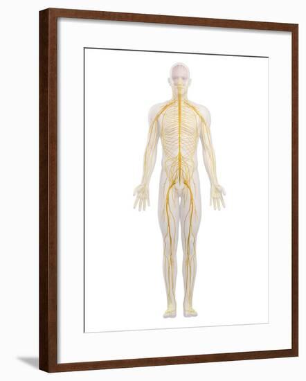 Human Nervous System, Artwork-SCIEPRO-Framed Photographic Print