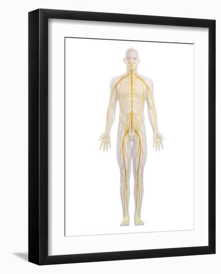 Human Nervous System, Artwork-SCIEPRO-Framed Photographic Print