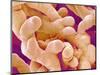 Human Placenta-Micro Discovery-Mounted Photographic Print